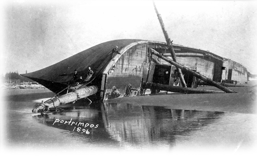 German bark POTRIMPOS